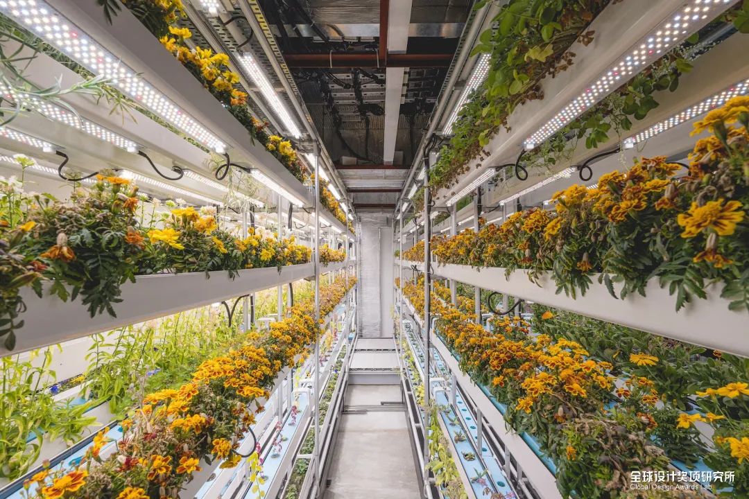 2022年缪斯设计大奖排名,缪斯国际设计奖排行榜