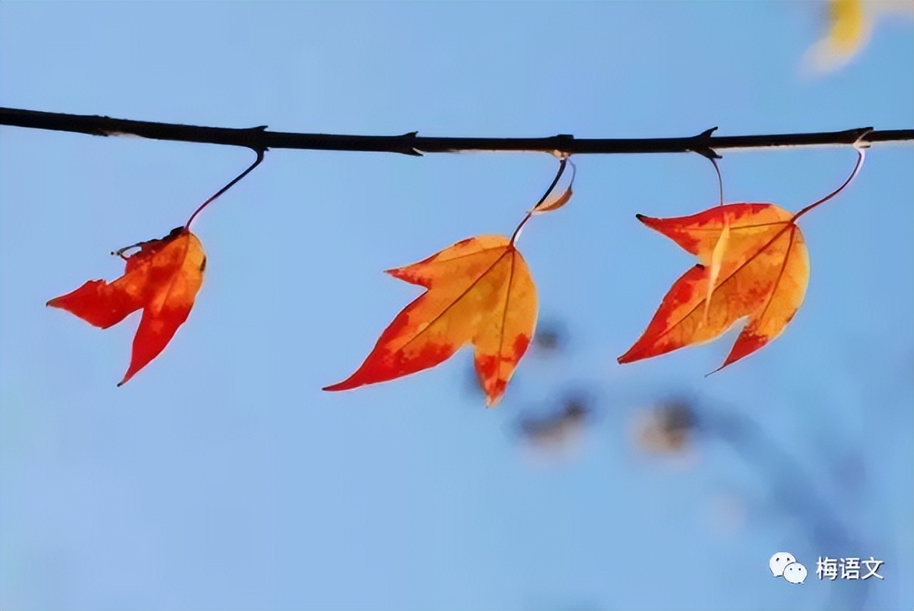 描写秋天的好词好句好段全部,描写秋天的好词好句大全摘抄