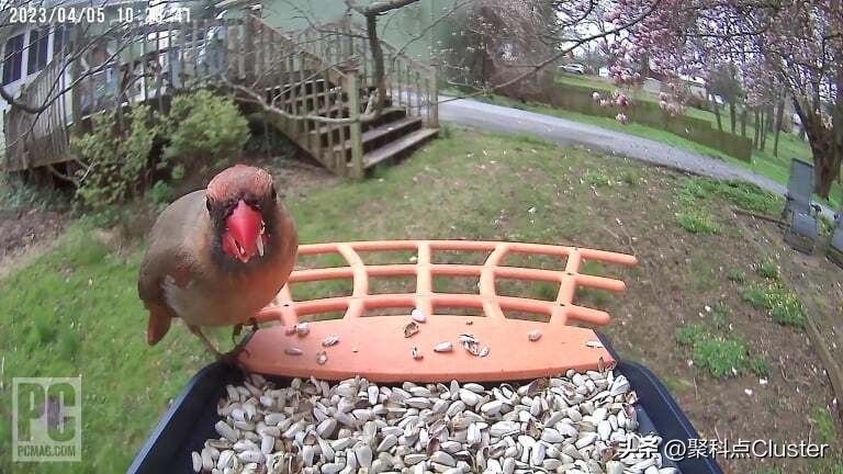 中国鸟类识别app,懂鸟全球鸟类识别app