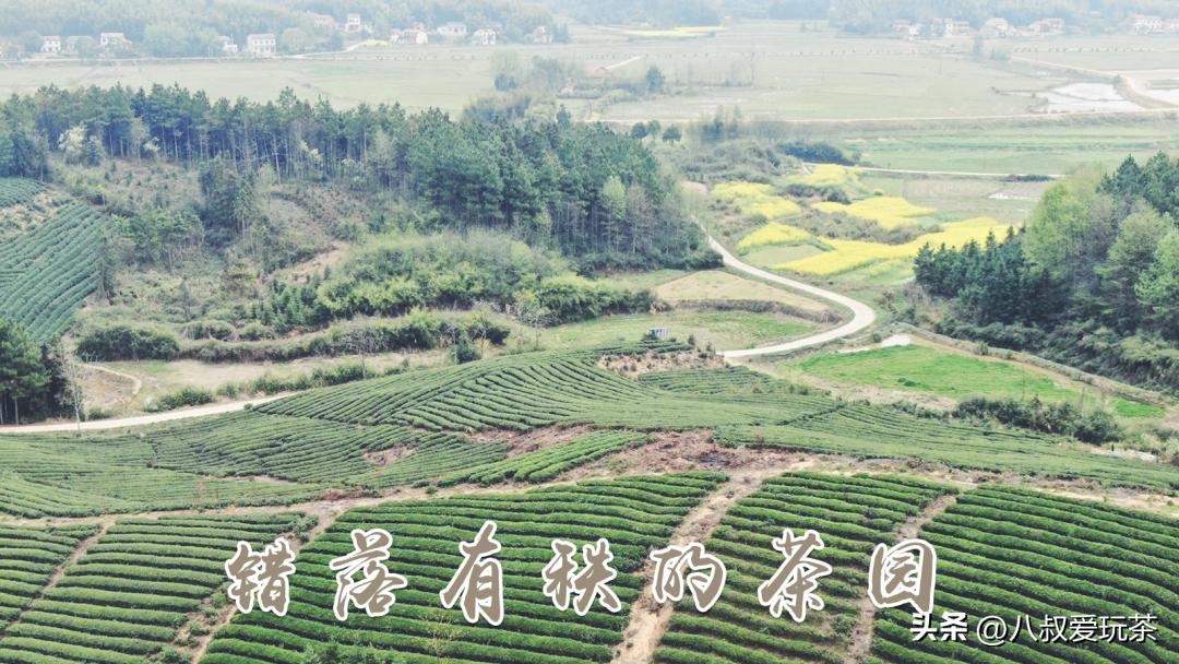 青砖茶为什么这么多,永巨青砖茶