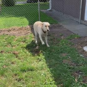 狗狗魔性舞步太洗脑,狗狗魔性跳舞