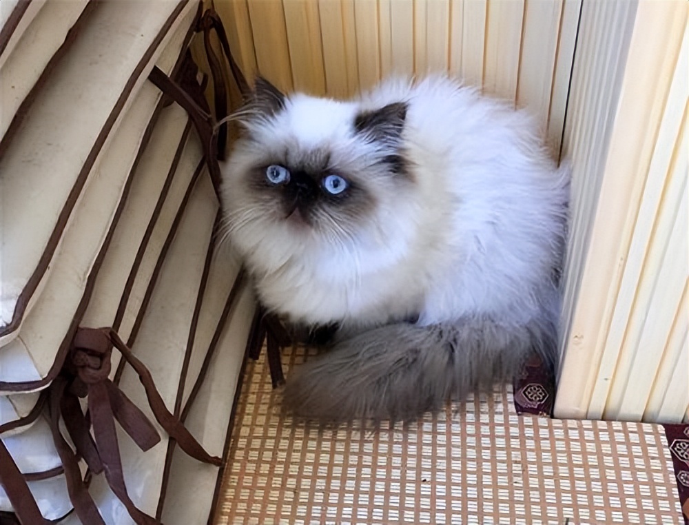 世界上最萌的猫咪能萌到什么程度,世界上最可爱的猫咪前十名品种