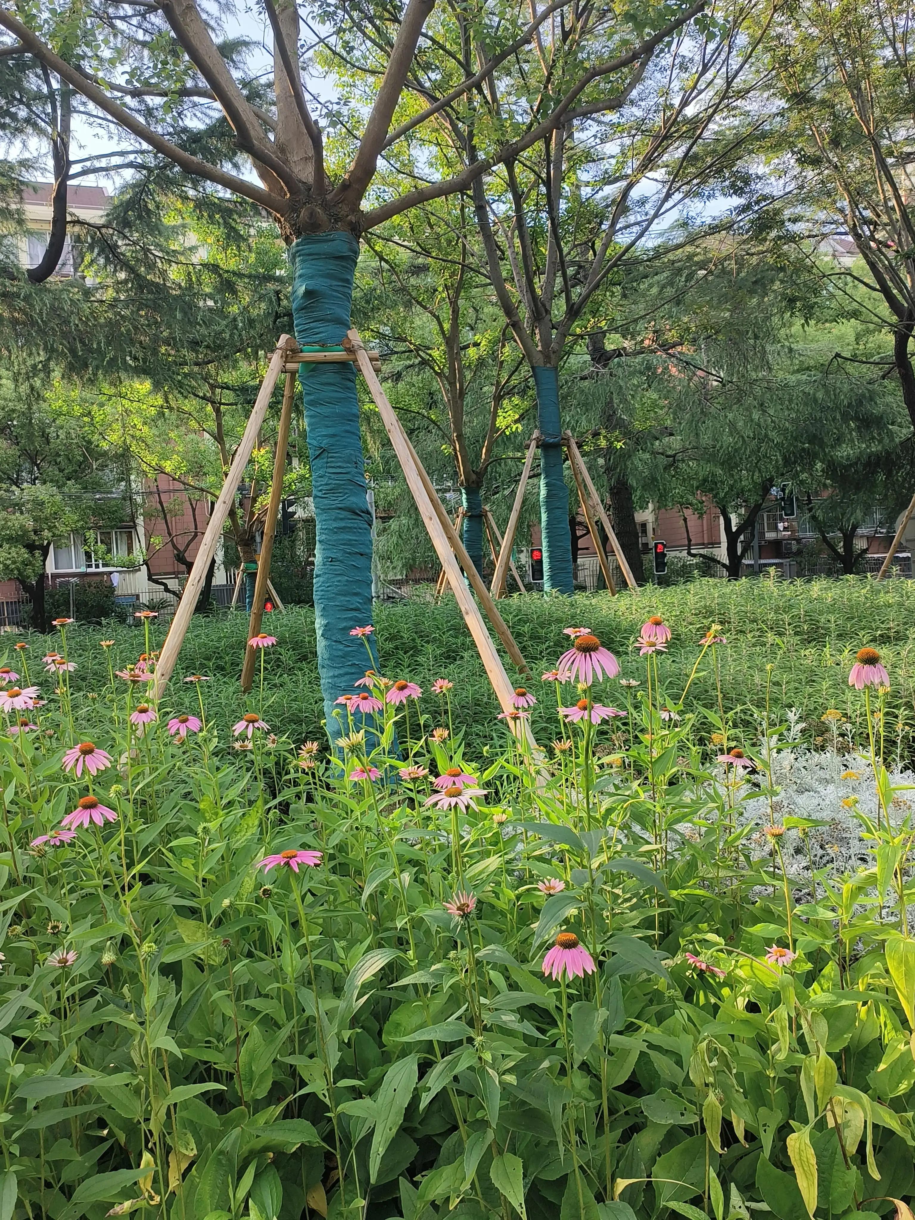 夏日花草别样美,美丽的花草合集