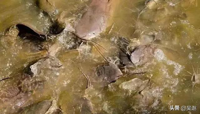 放生是否为了求功德,放生塘鲺的功德