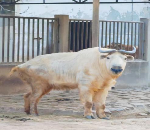 动物园的熊大熊二打架了,熊大与熊二打架完整一集