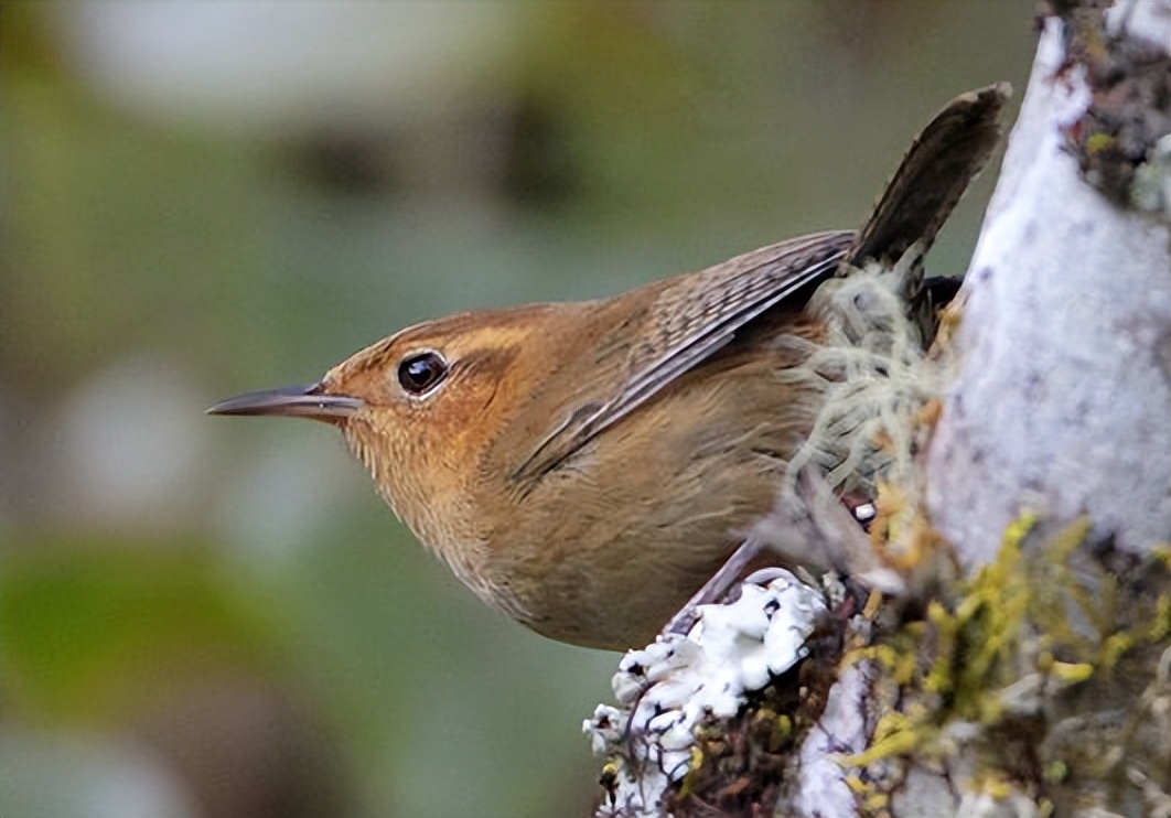 鸟儿大全高清图,高清珍稀鸟动态图片大全