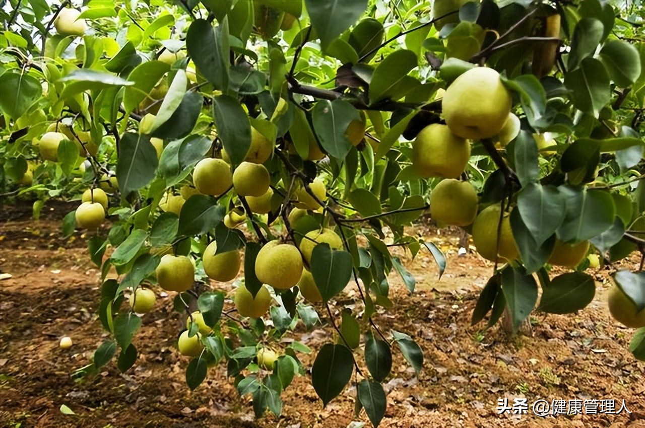 全国各地特色农产品汇总,全国地域特色农产品