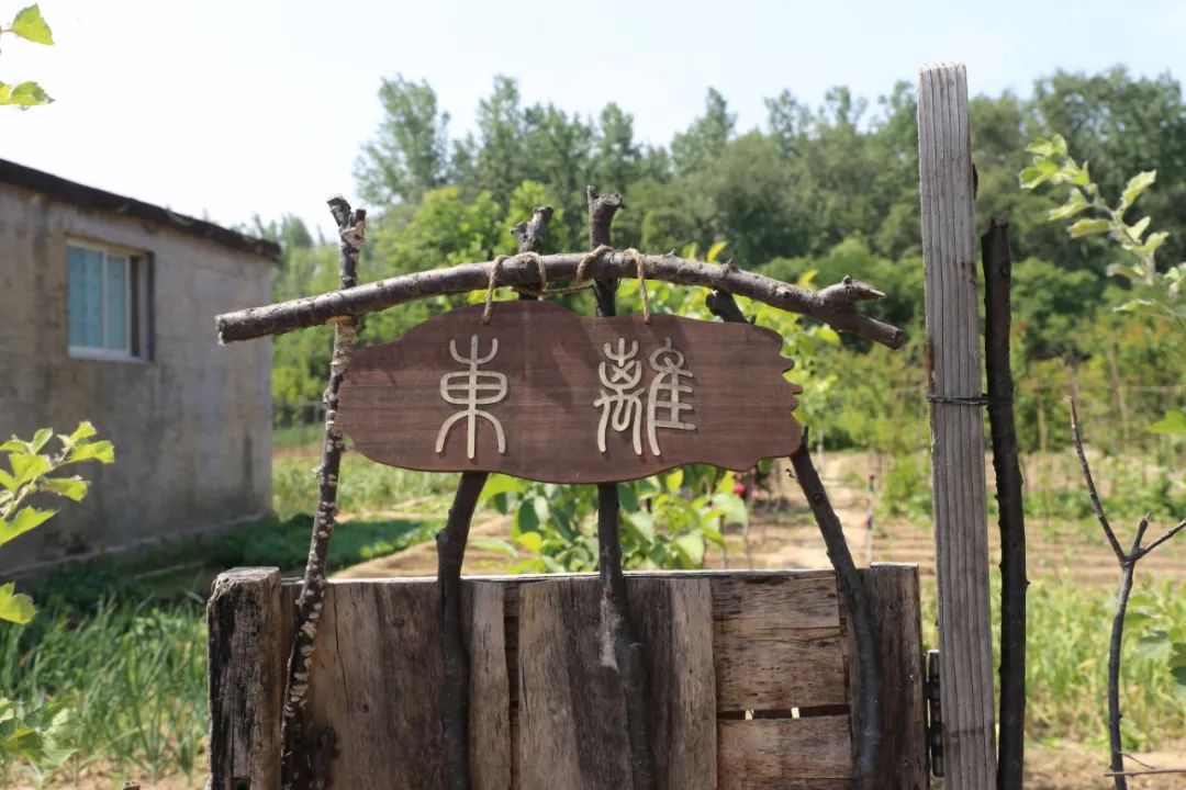 南京租地种菜农场,城市农夫屋顶蔬菜果园