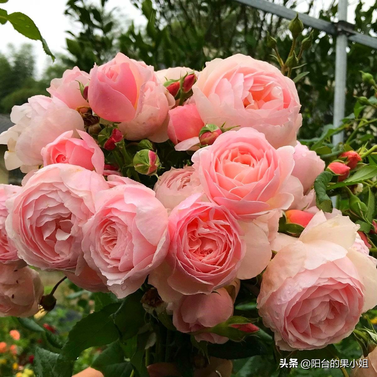 推荐几种值得入手的月季,盘点又好看又容易种的花