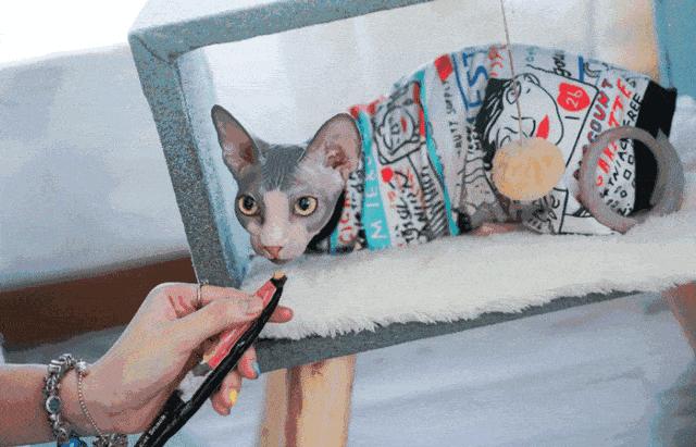 这几种猫不要养,哪几种猫便宜又好养