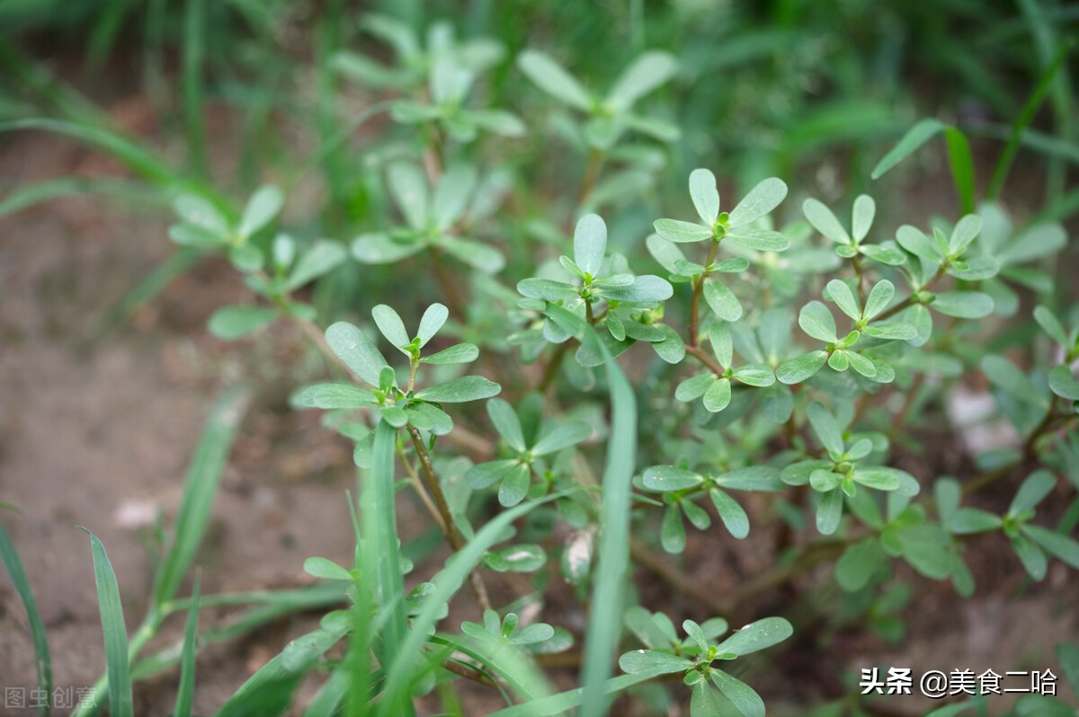 这3种野菜春天食用既美味又养生,北方地里春天都有哪些野菜可以吃