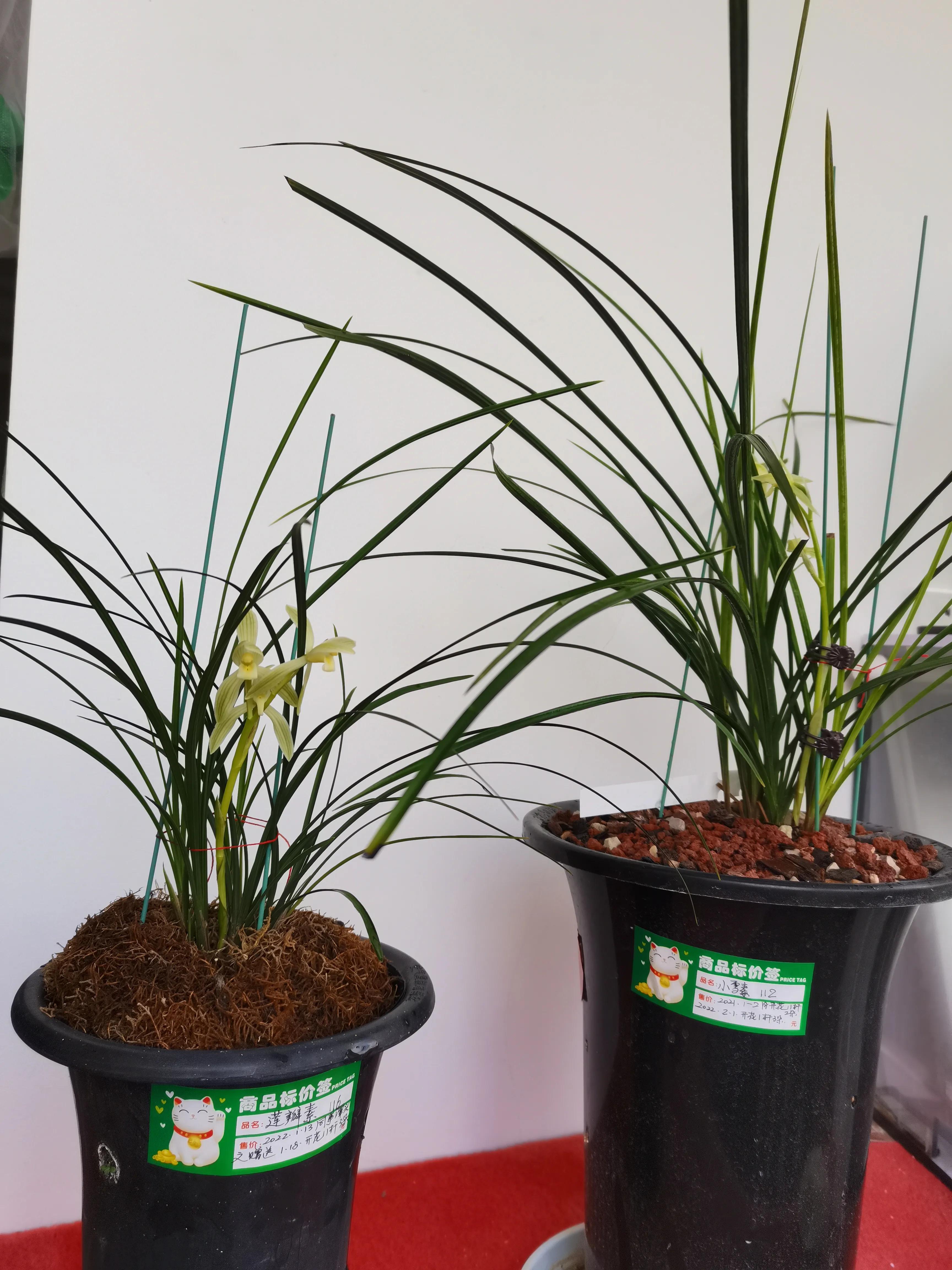 云南小雪素哪里的质量最好,云南兰花小雪素