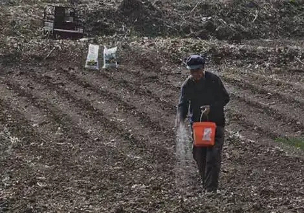 东北黑土地耕地中的大熊猫,东北黑土地保护大熊猫