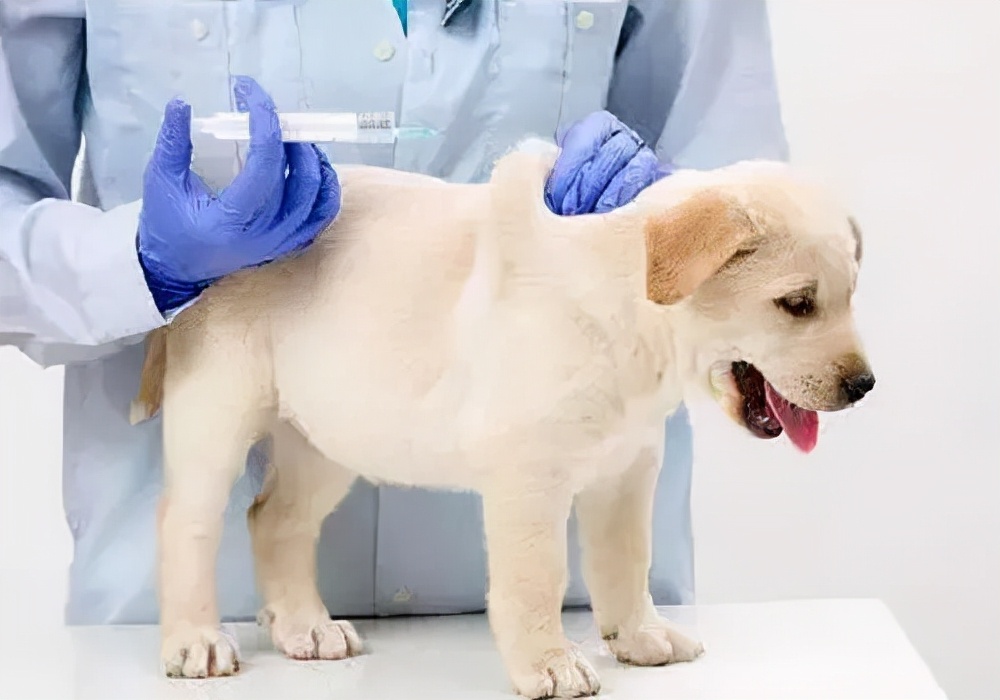 小狗有犬瘟细小不吃东西能撑多久,小狗得了犬瘟热不吃东西怎么办