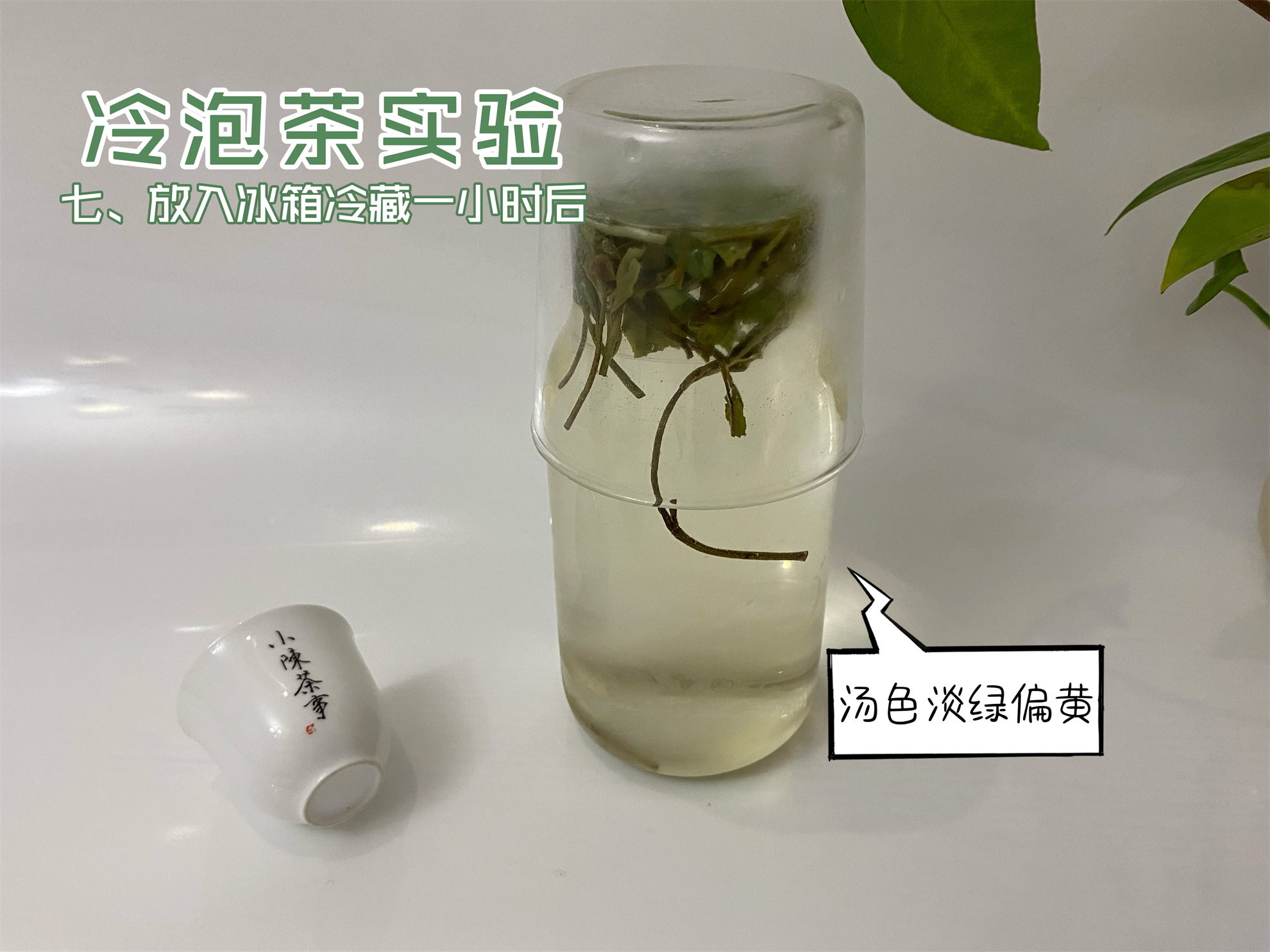 隔夜茶5大禁忌,喝茶常识隔夜茶可以喝吗