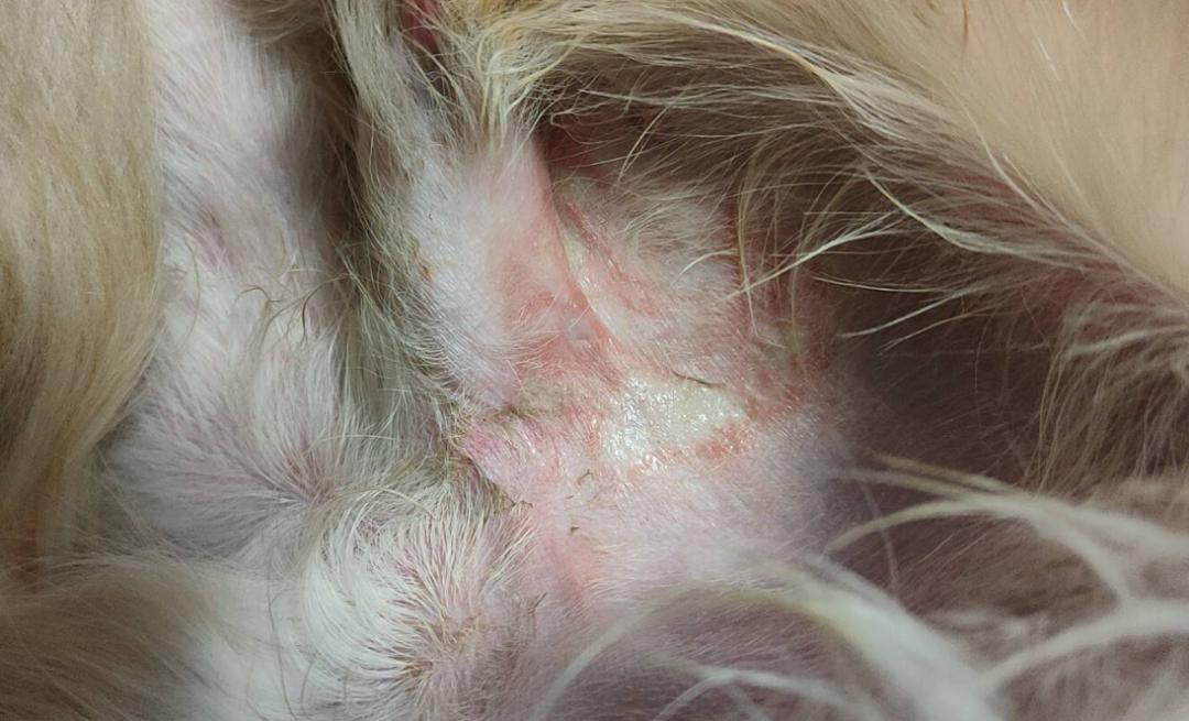 宠物医院狗狗清理耳朵,宠物医院狗狗检查耳朵