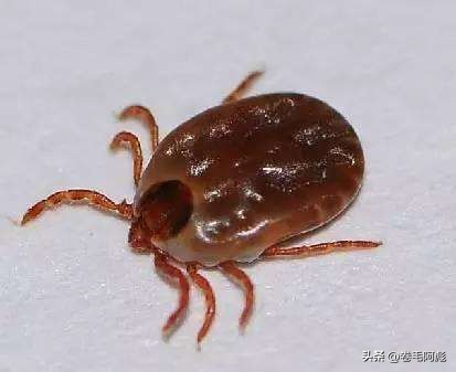美国女子吃蜱虫被咬死,美国女子被虫子咬