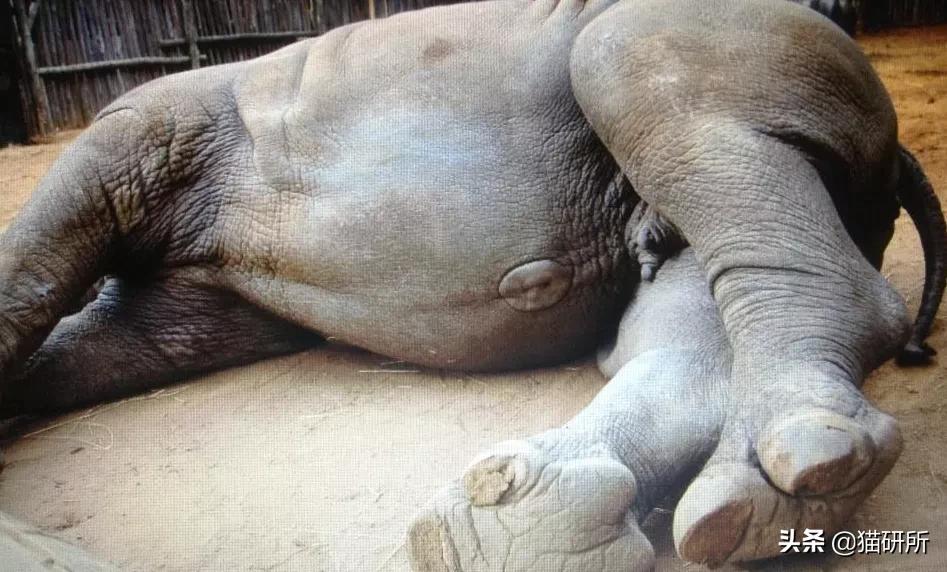 你见过猫咪吞口水吗,猫咪有肚脐眼吗