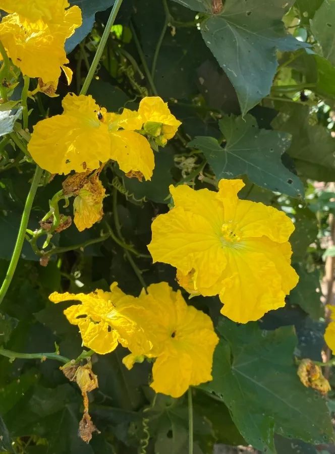 道仙草｜水瓜的“水分”