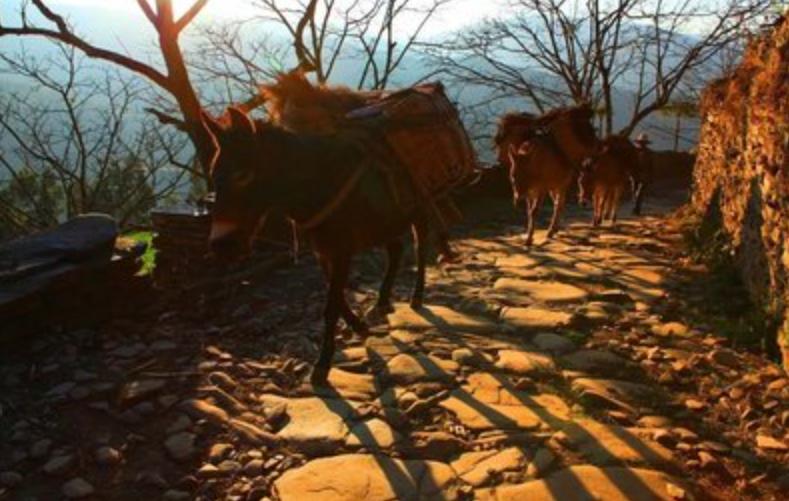 茶马古道文化研究最权威的人,茶马古道对于民族融合的影响