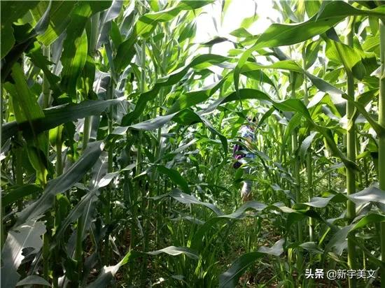 中国最优质的玉米,优质粮食玉米