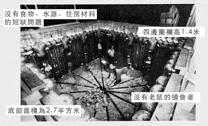 美国白鼠的繁衍,美国白鼠能繁衍多少只