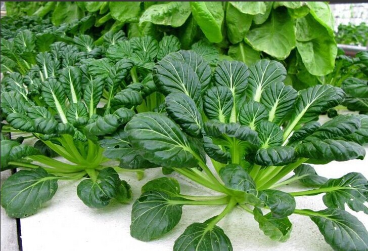 阳台种菜可以多茬采收,在阳台种菜最快采收的五种蔬菜