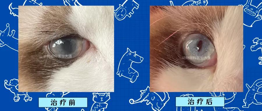 猫眼睛变黄浑浊眼球变尖,猫眼睛眼角膜浑浊