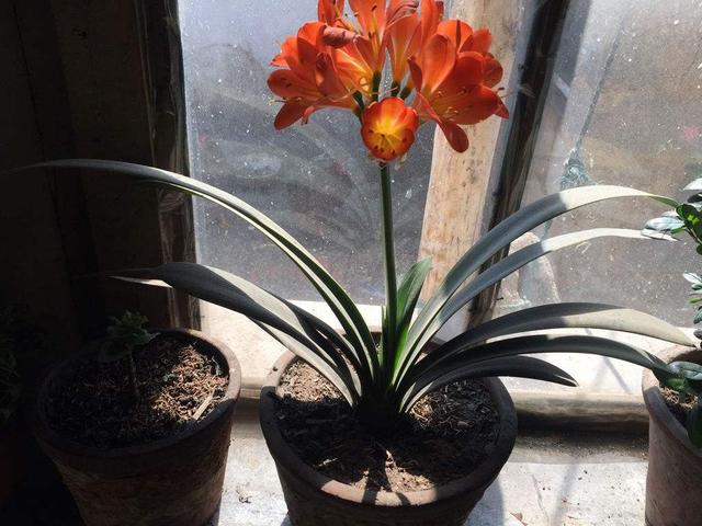 君子兰在二月份该如何管理,君子兰5月6月如何养护