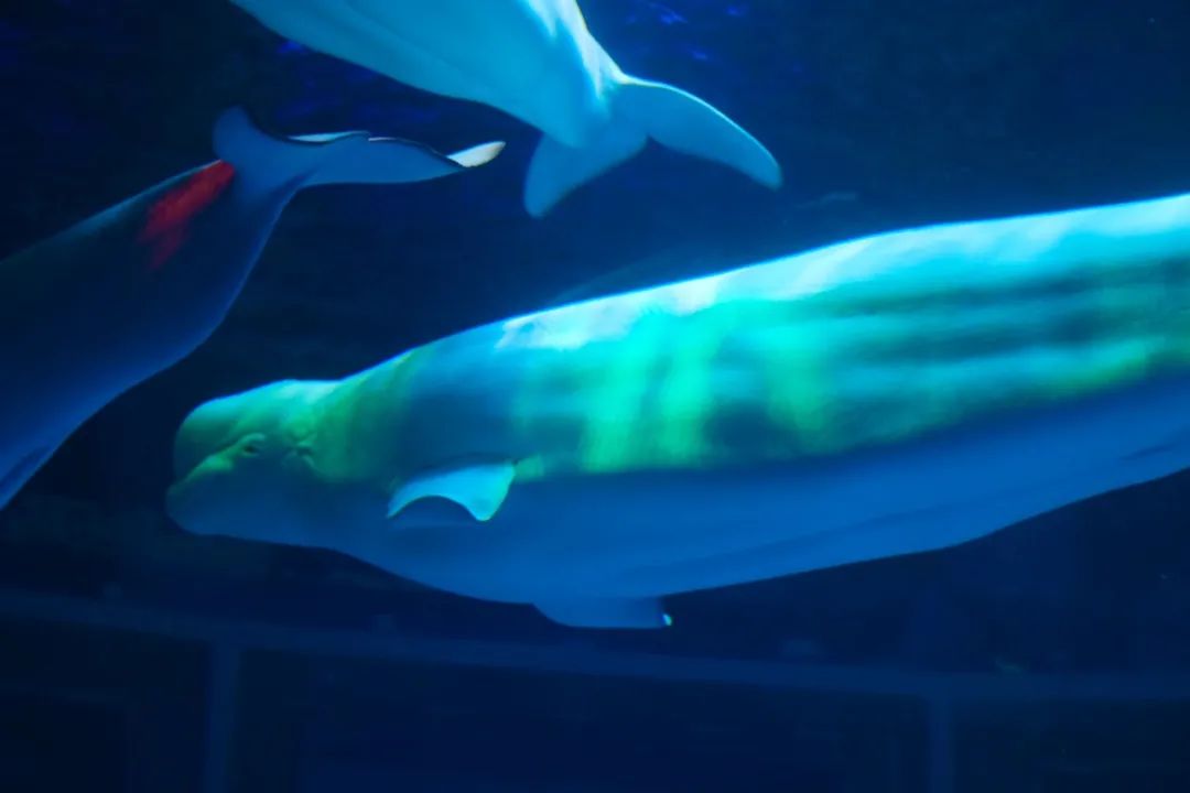 海昌游玩路线攻略,海昌门票攻略