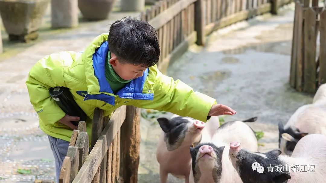 抓住秋天的尾巴！都江堰必打卡的8大晚秋好去处，步青山观烟岚云岫、入古城拾千年烟火，来过都会爱上
