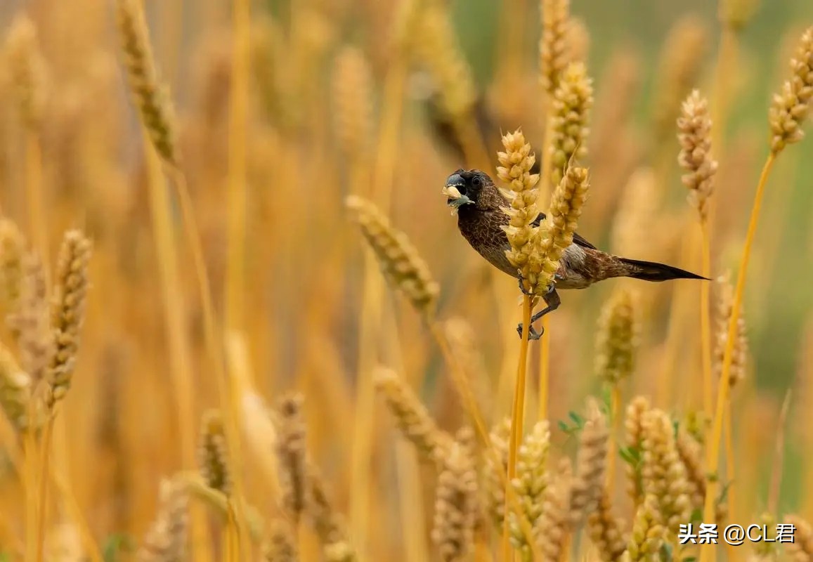 农历六月初一是什么节日吃什么,六月初一是半年节吗