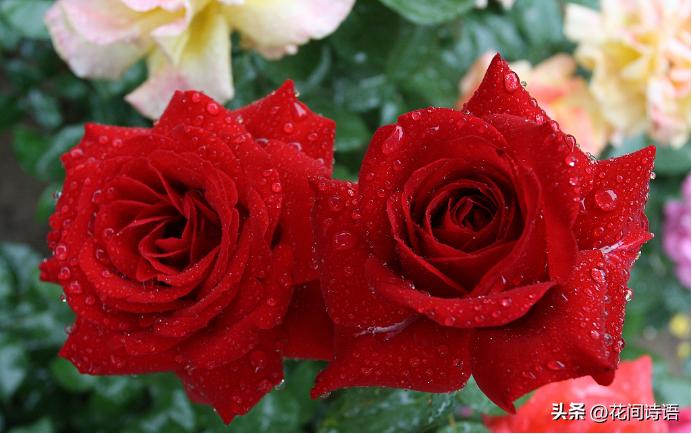 月季玫瑰蔷薇芍药牡丹的区别,月季玫瑰蔷薇区别在哪里