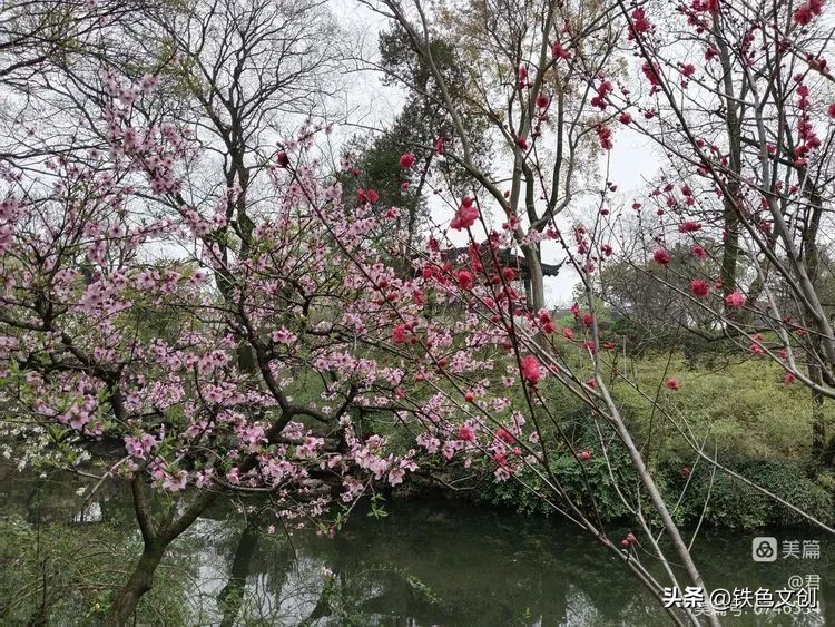 苏州游记之拙政园,苏州拙政园一日游攻略图片