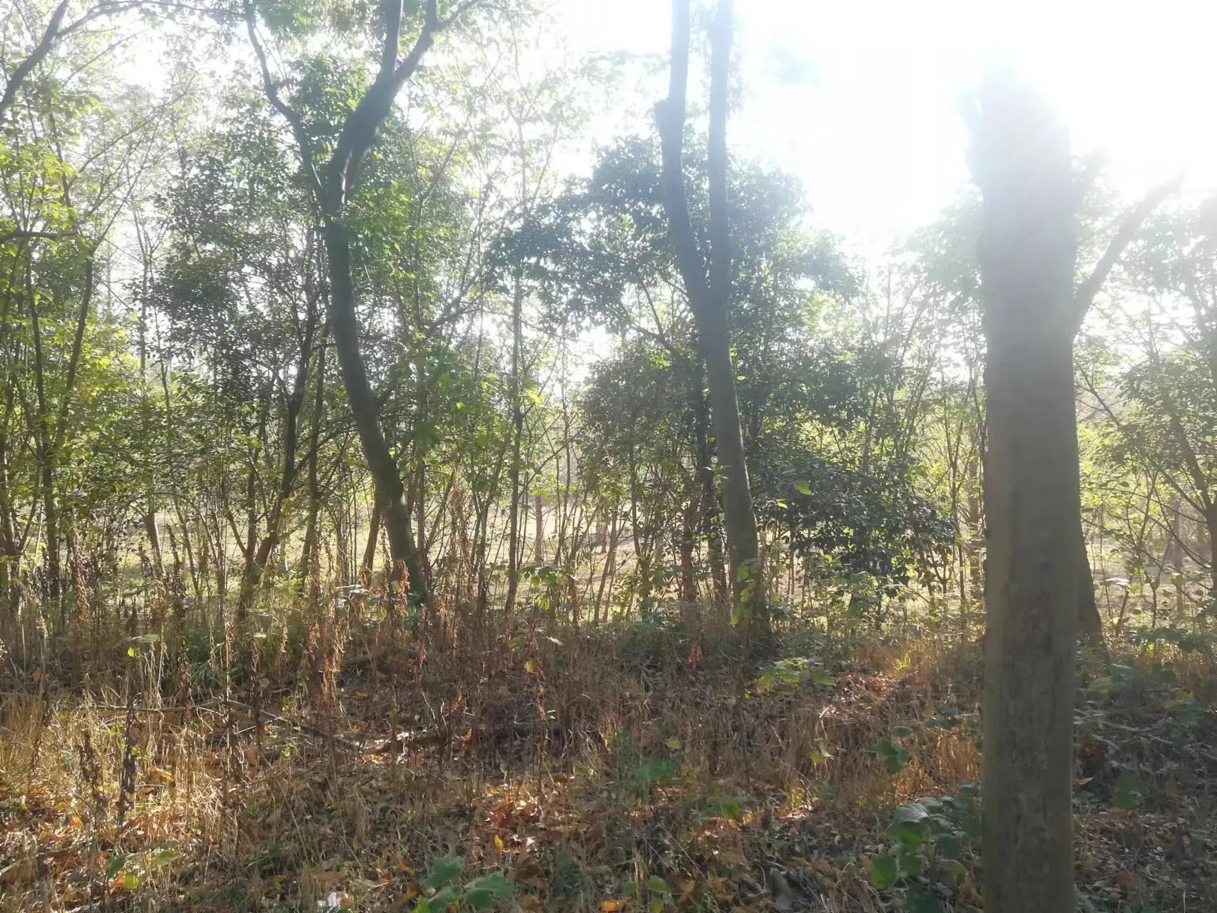 周末探访合肥市蜀山区枫林路