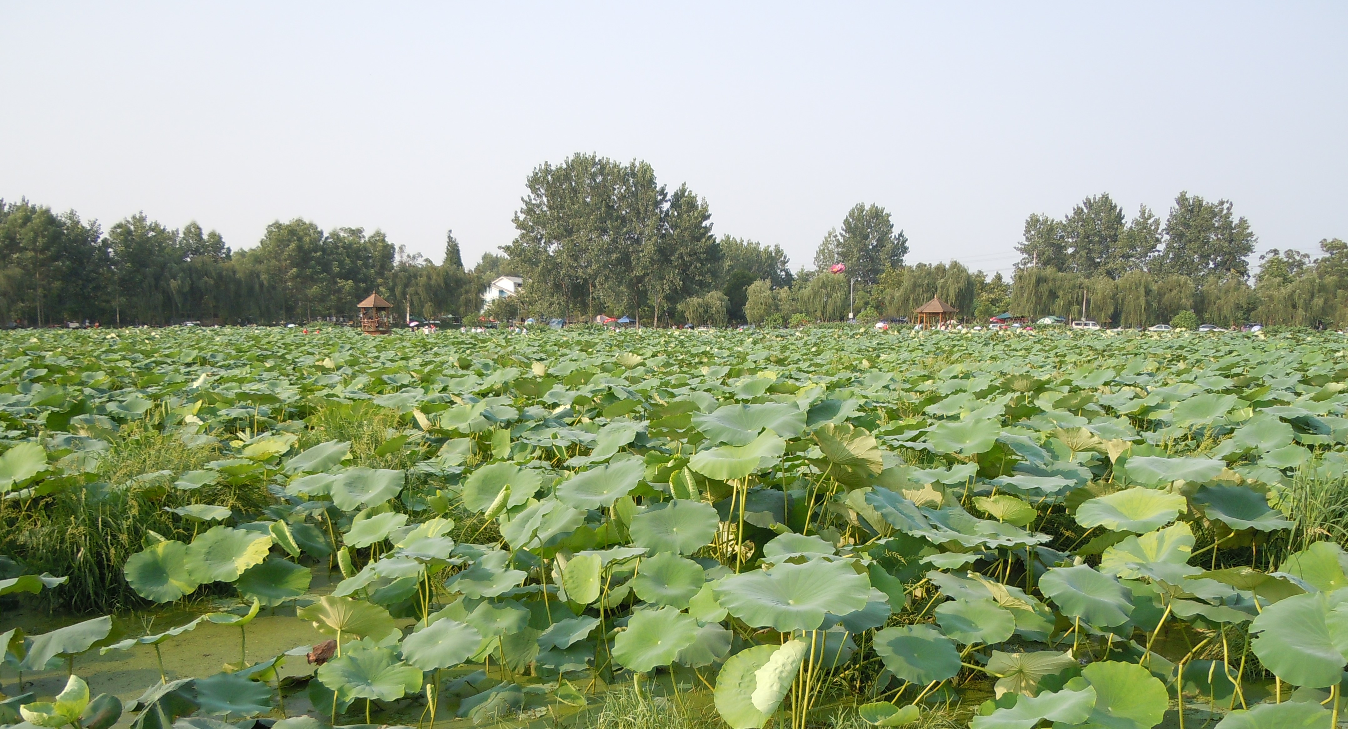 烈日炎炎赏荷花清凉一夏,京郊赏荷领略夏日之美