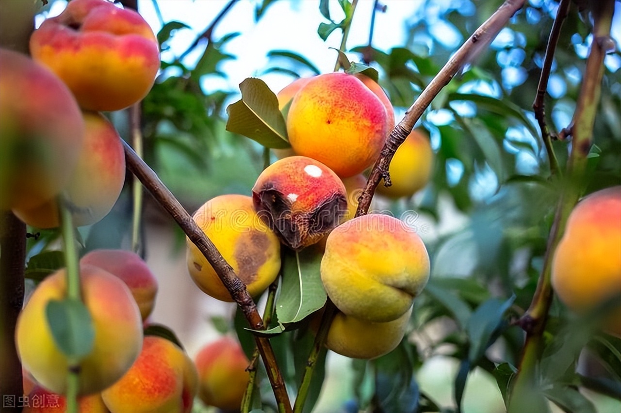 烂桃子能扔掉吗,烂桃千万别扔掉