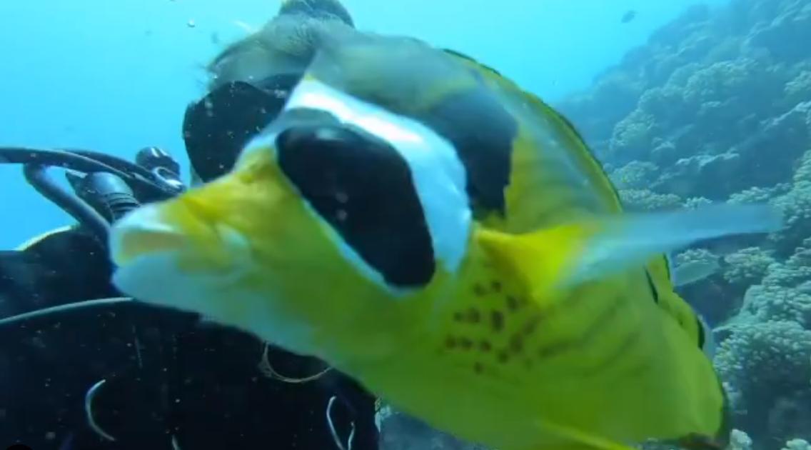 国外美女姐姐海里偶遇一只小鱼，竟引发神奇友谊！网友：前世情人