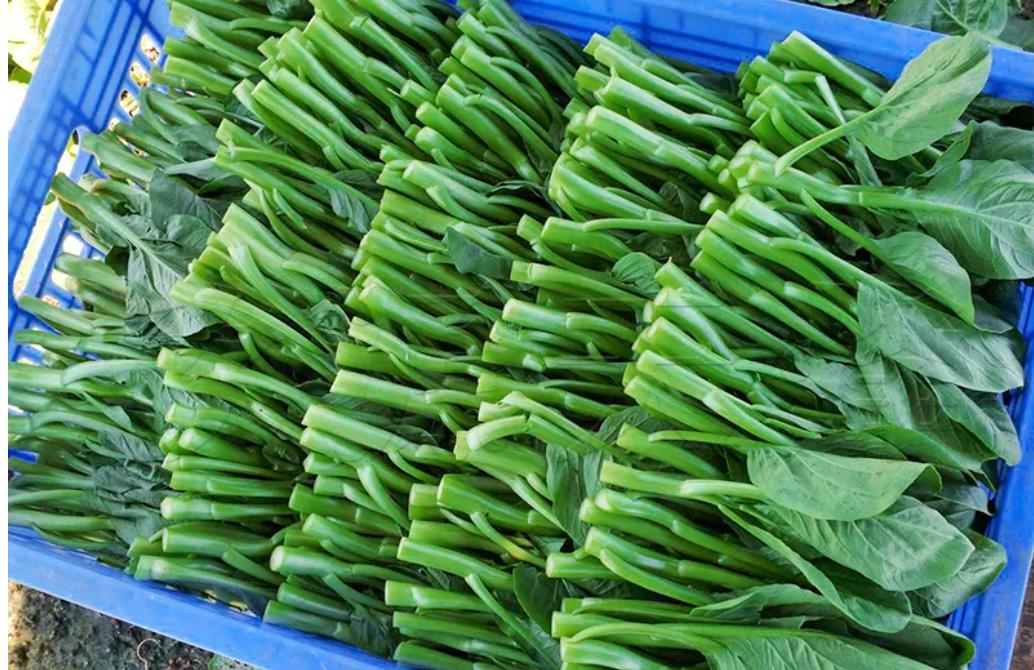 当一个南方人在北方吃西瓜,当一个南方人在北方点一个菜