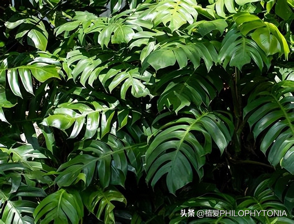 麒麟尾的猫咪是什么样的品种,麒麟尾花卉品种