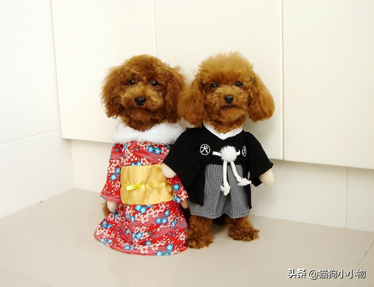 泰迪为啥那么讨人厌,泰迪真的好色么