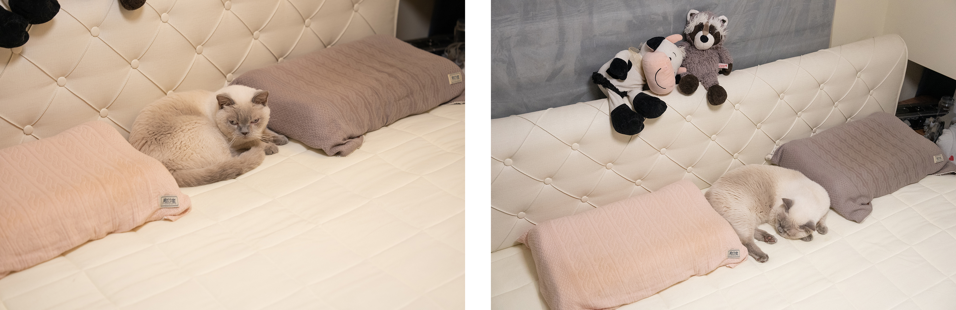 爱维福床垫什么档次,爱维福床垫价目表