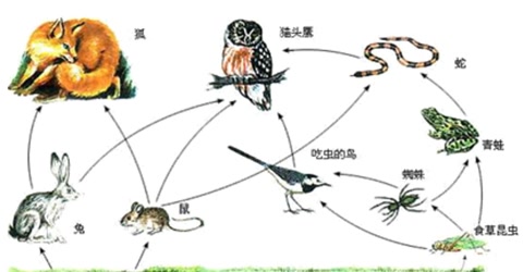鸡为什么是蝎子的克星,鸡为什么是虫子的天敌呢