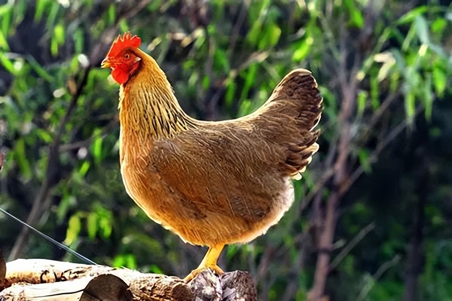 科技助力乡村振兴贵州农业,科技助力乡村振兴和高质量发展