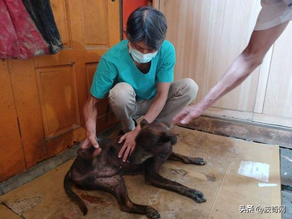 流浪狗吓人视频大全集,母狗没绝育得乳腺肿瘤吗