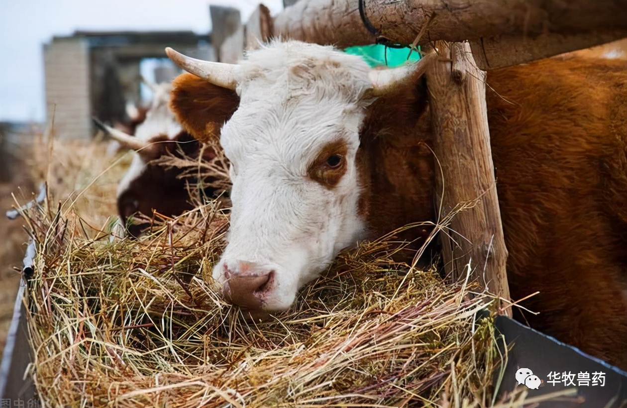 牛苦胆为什么会治便秘,牛便秘最快通便方法