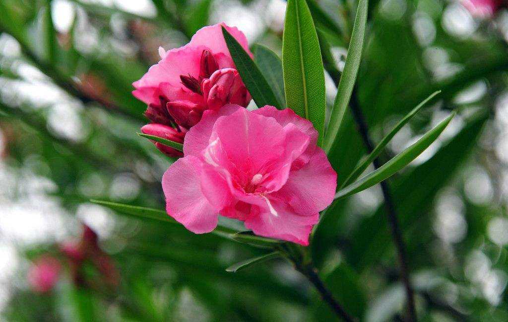 这几种常见花有毒居家养护要小心,四种剧毒的花家里千万别养