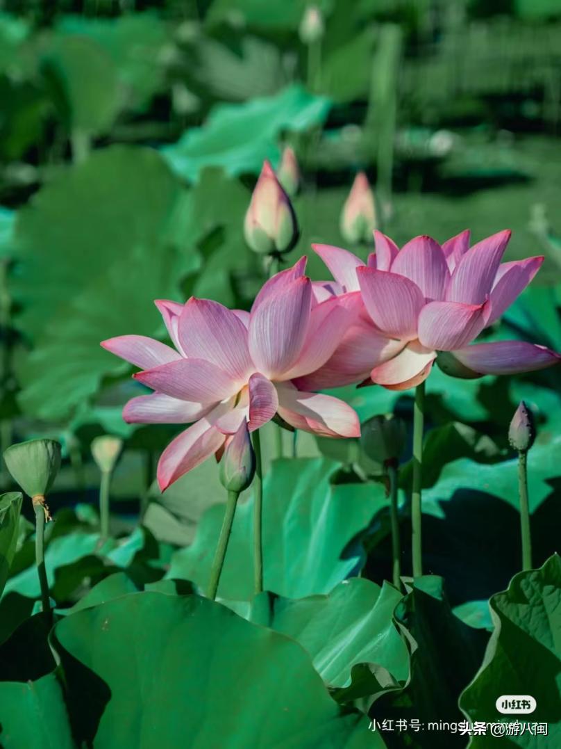 世界最大的梯田,世界梯田之最