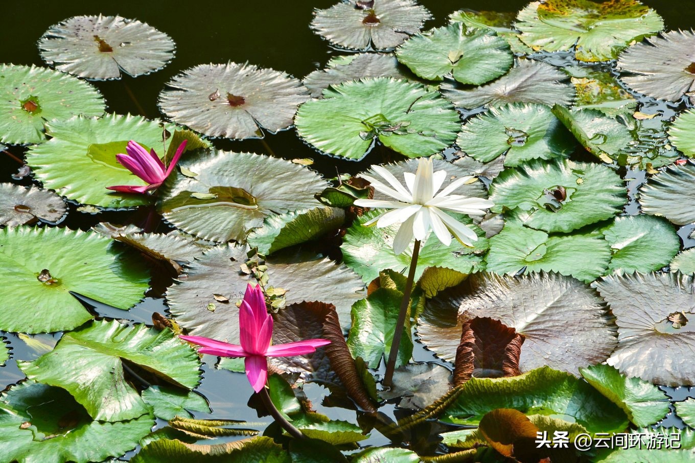 探寻广州历史,广州市羊城的来历