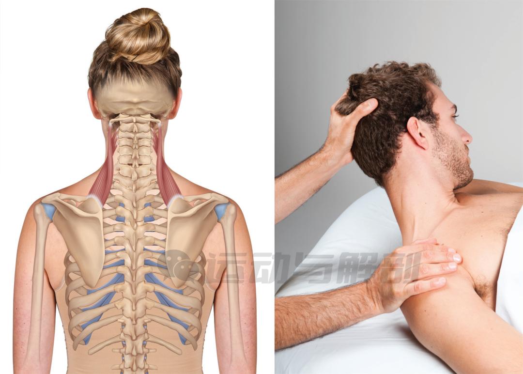 肩胛提肌这块肌肉经常被我们过度代偿,你有没有中过招?